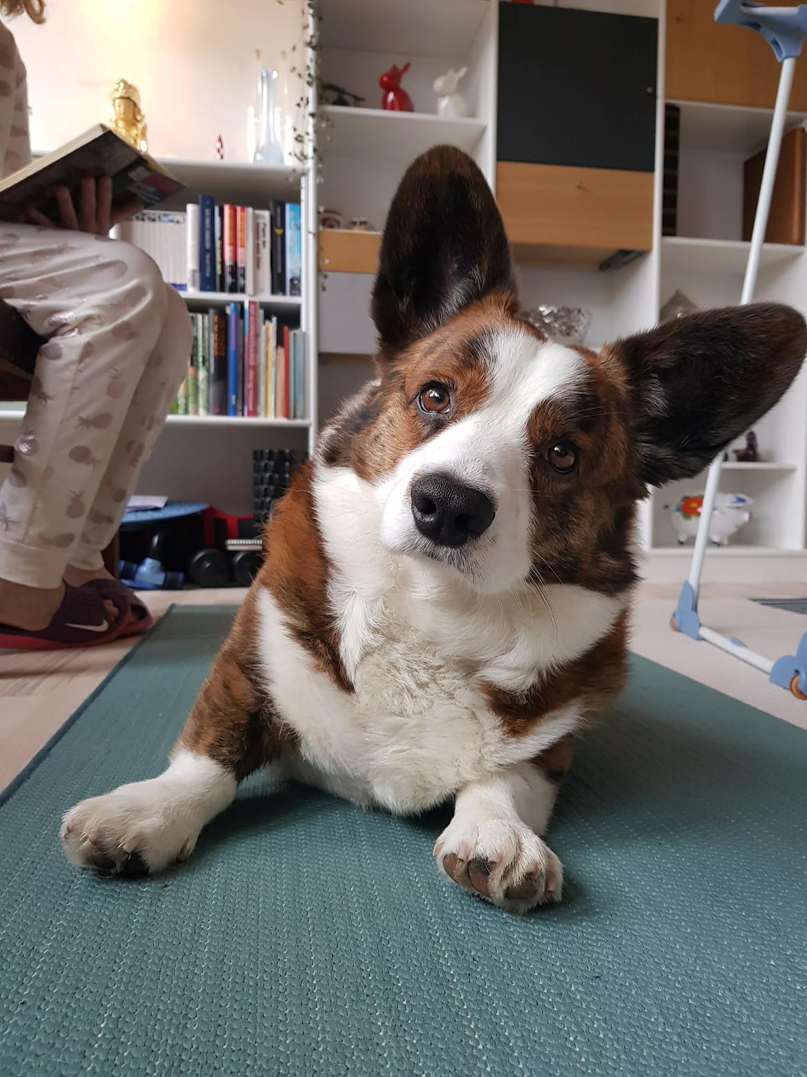 Welsh corgi cardigan Smarties Indy ( Theodor ) billede 9