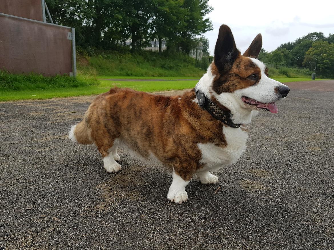 Welsh corgi cardigan Smarties Indy ( Theodor ) billede 11