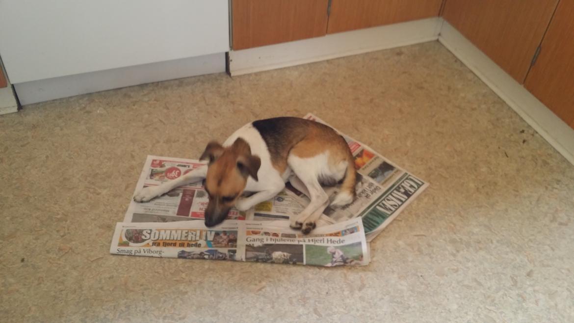 Dansk svensk gaardhund figgo billede 7