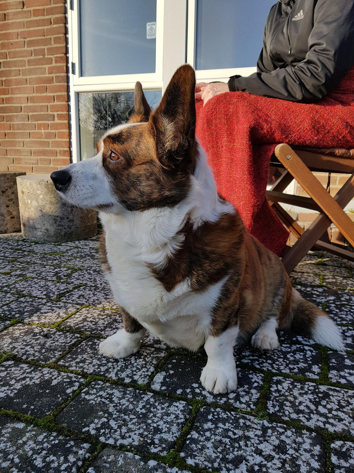 Welsh corgi cardigan Smarties Indy ( Theodor ) billede 10