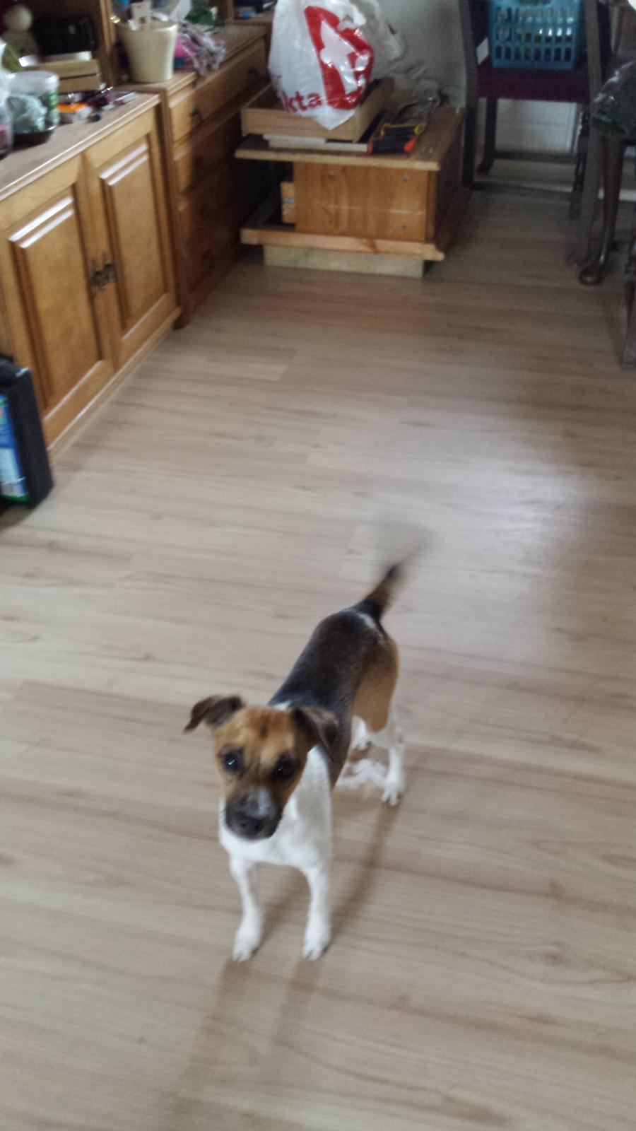 Dansk svensk gaardhund figgo billede 8