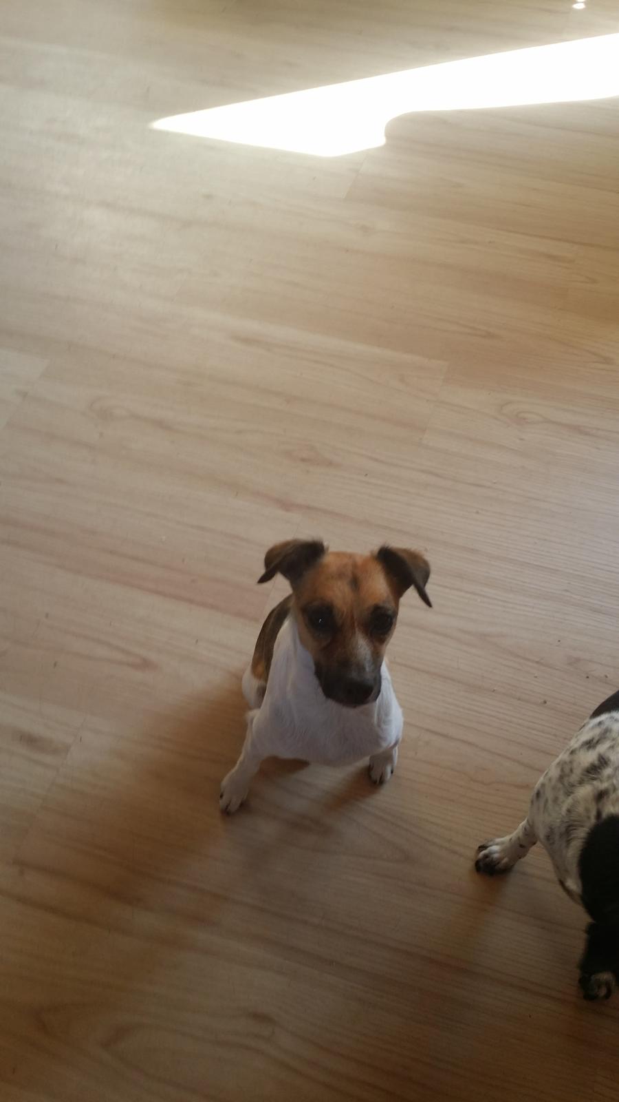 Dansk svensk gaardhund figgo billede 9