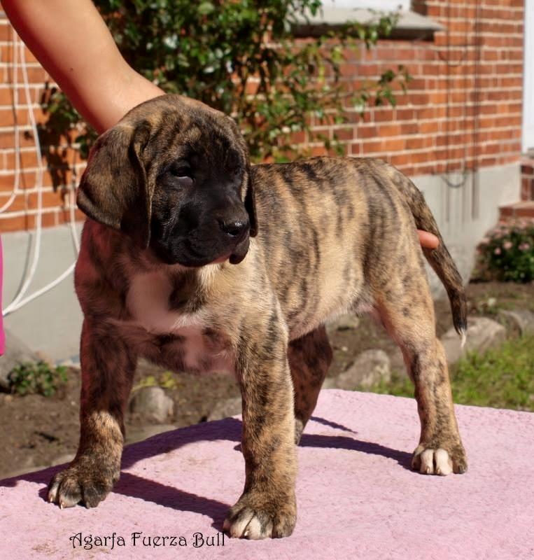 Dogo canario Fuerza bull Agarfa (Sarah) billede 1