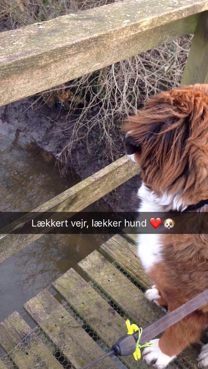 Blanding af racer Valder billede 5