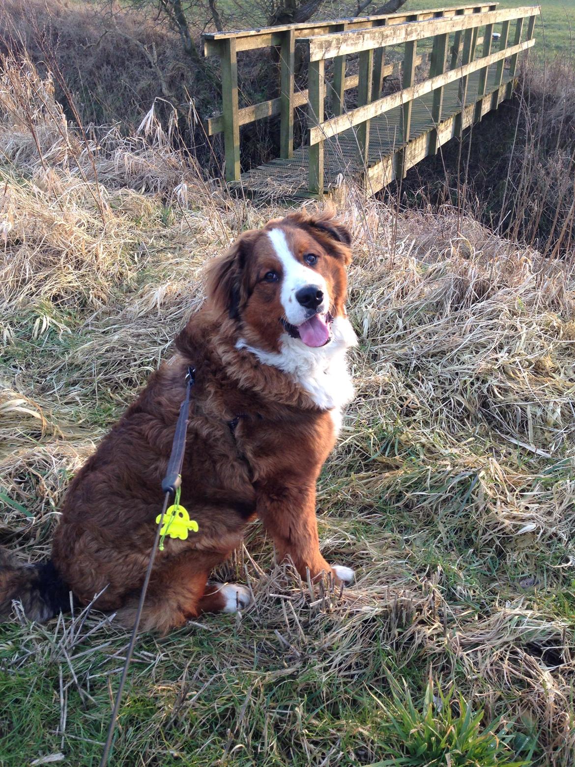 Blanding af racer Valder billede 1