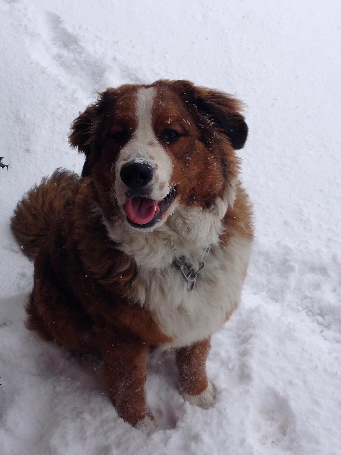 Blanding af racer Valder billede 6