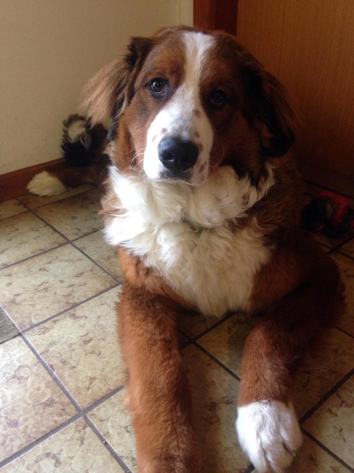 Blanding af racer Valder billede 8