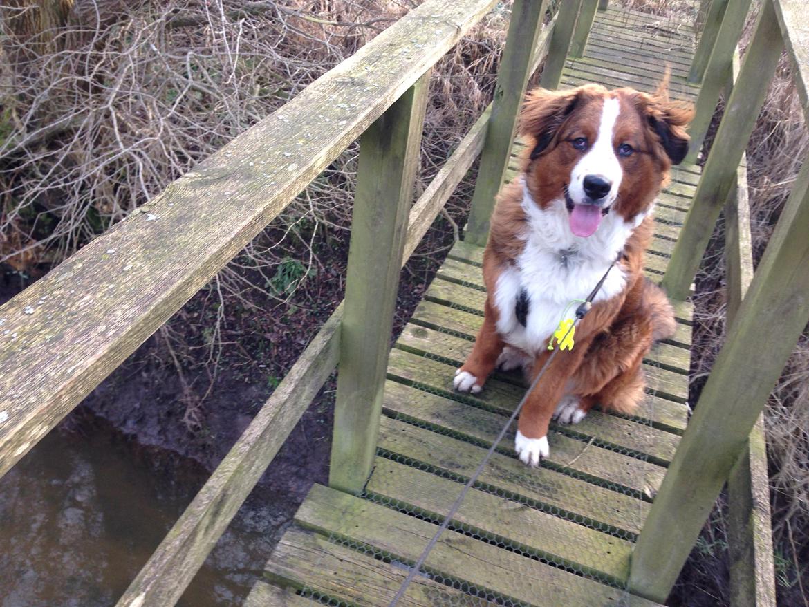 Blanding af racer Valder billede 10