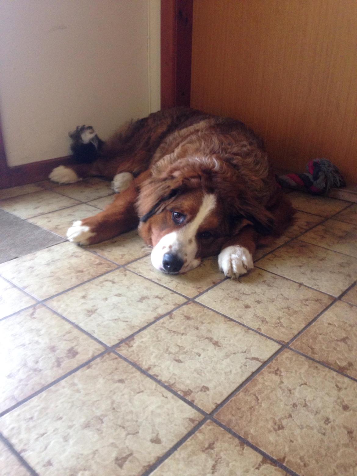 Blanding af racer Valder billede 11