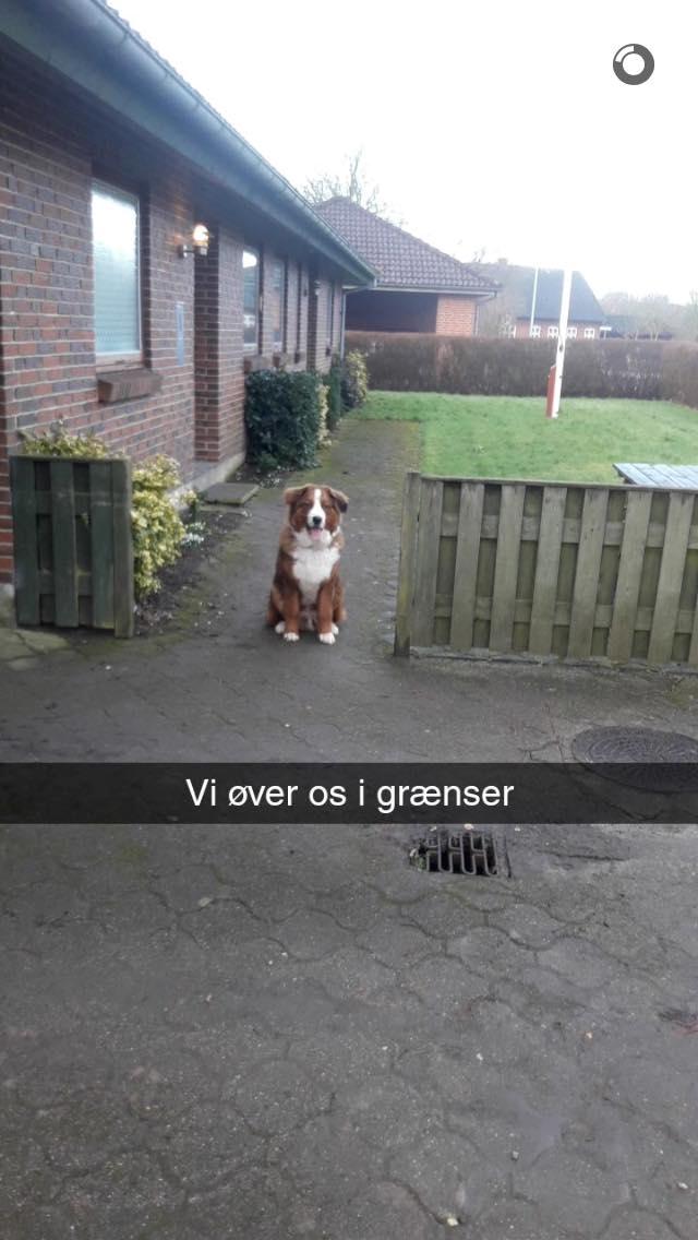 Blanding af racer Valder billede 3