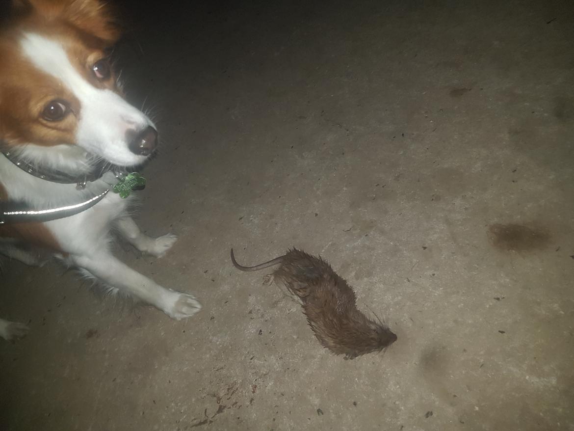 Kooikerhondje Clara billede 20