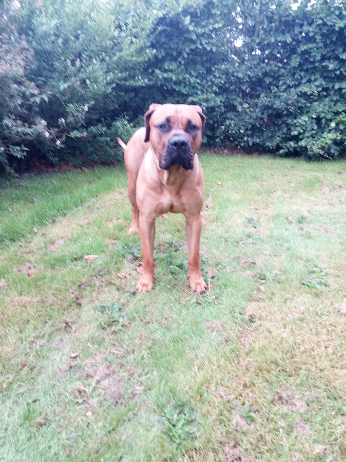 Dogo canario Mauro billede 7