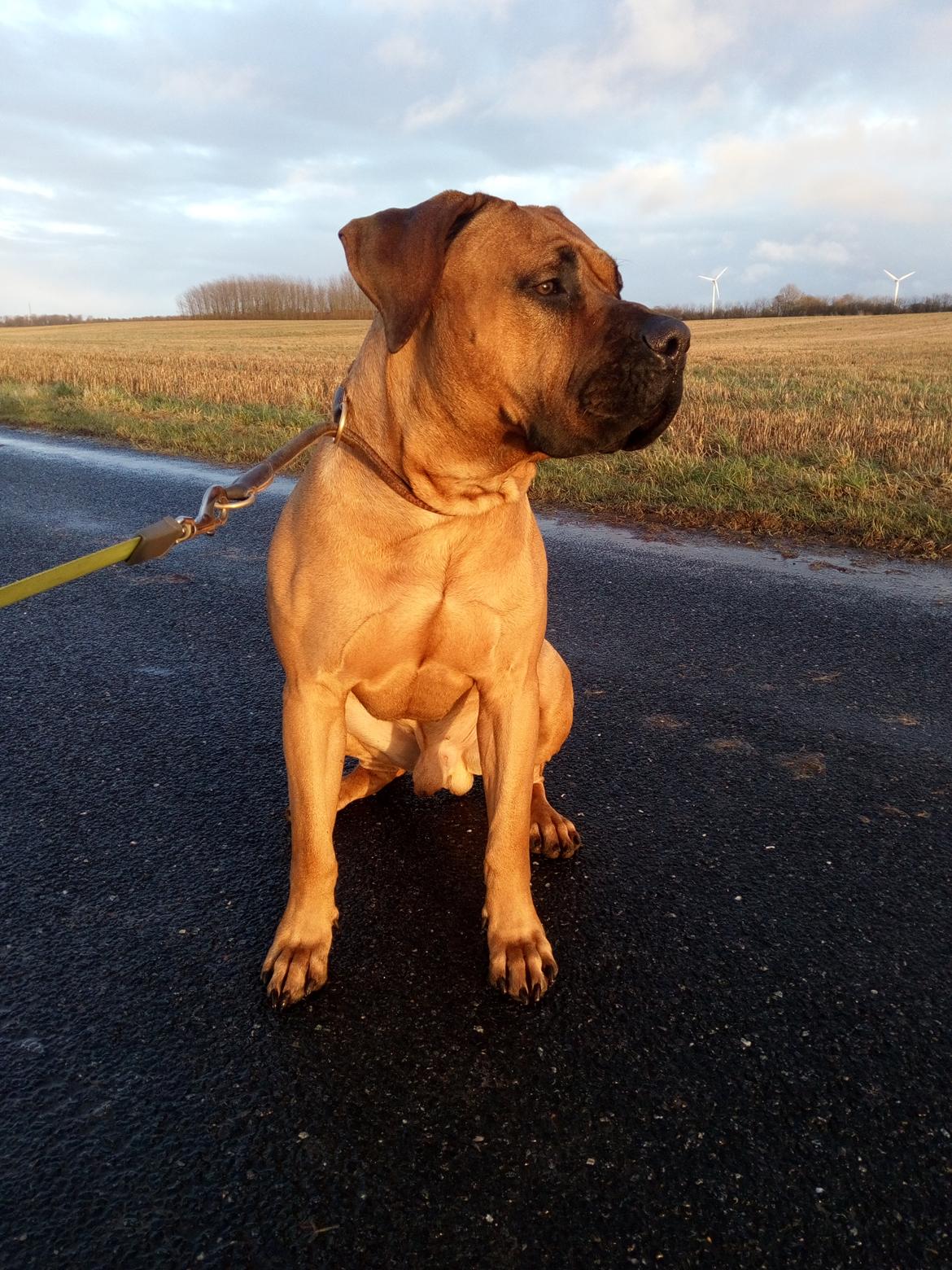 Dogo canario Mauro billede 11