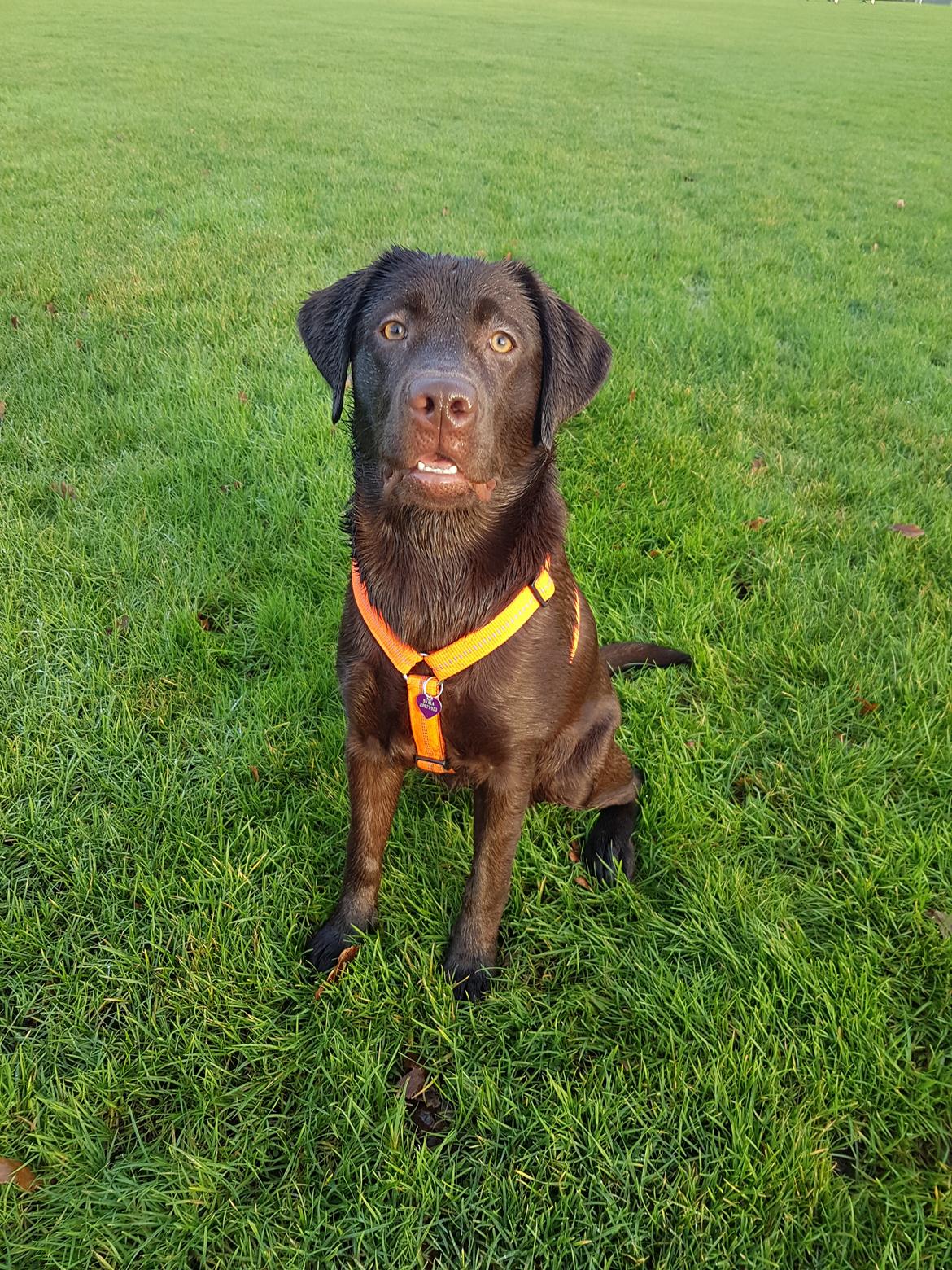 Labrador retriever Svala billede 6