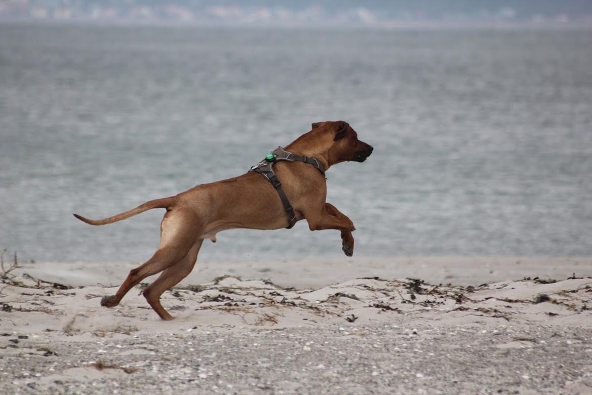Rhodesian ridgeback Hazinas 7th Galactic  Cosmos "Sam"  - Strandtur d. 4 marts 2018 billede 28