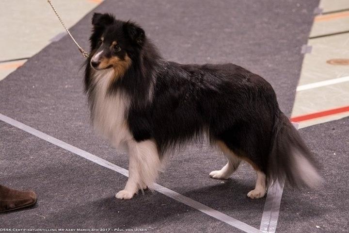 Shetland sheepdog Hovsa - På udstilling hvor han fik Very Good og blev nr. 2 af 3 i Juniorklassen billede 21
