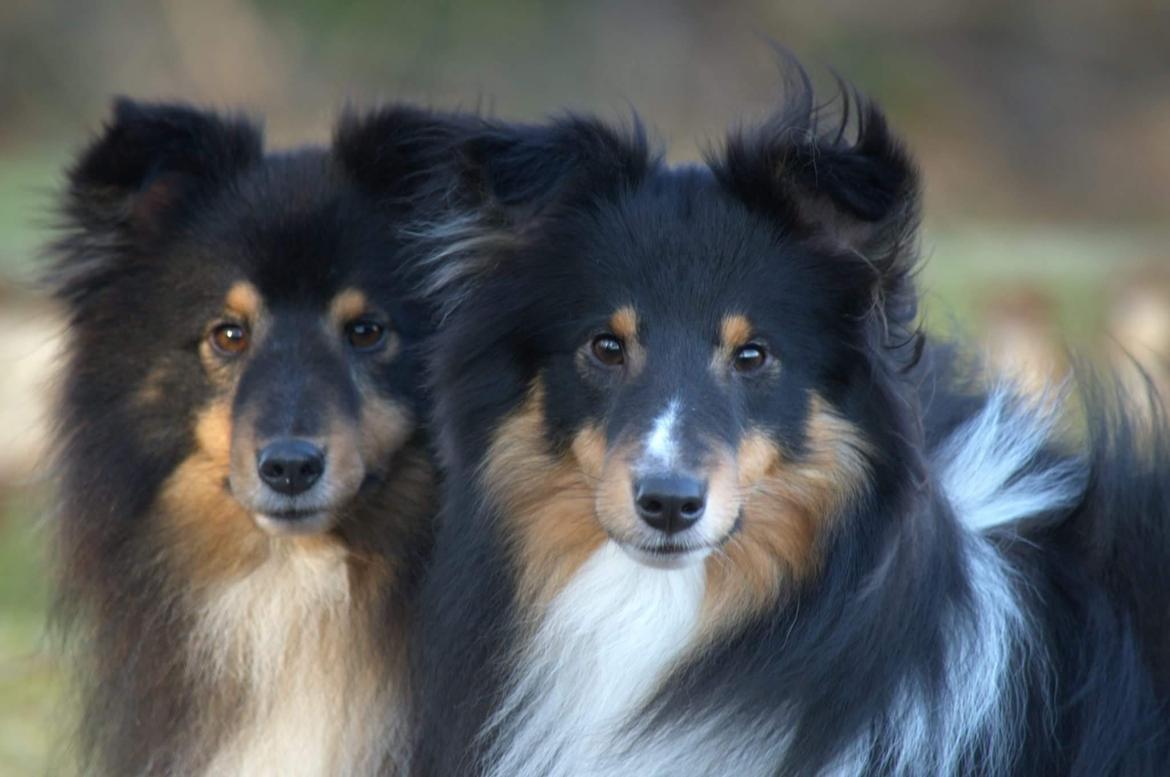 Shetland sheepdog Hovsa - Hovsa og far Smokey billede 19