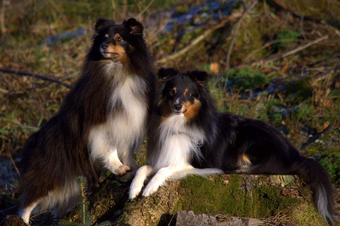Shetland sheepdog Hovsa billede 20