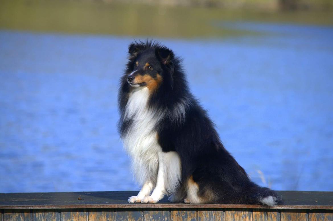 Shetland sheepdog Hovsa billede 22