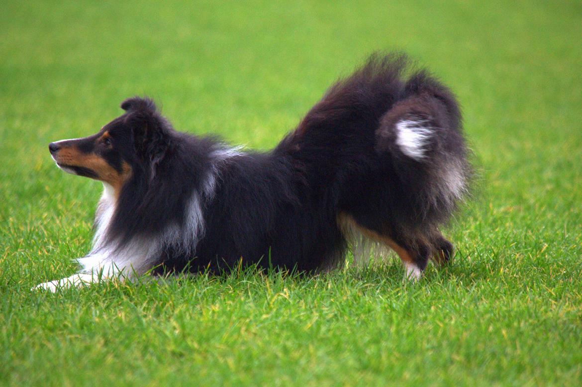 Shetland sheepdog Hovsa billede 23