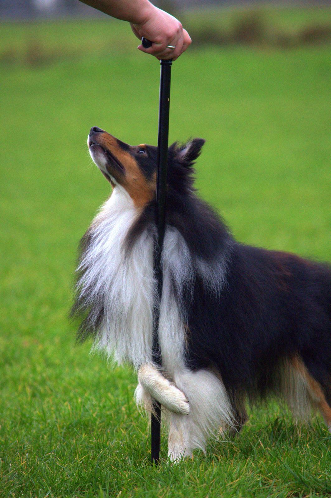 Shetland sheepdog Hovsa billede 24