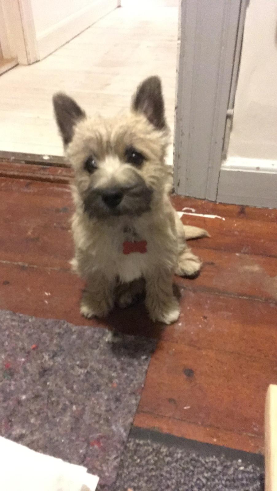 Cairn terrier Cashi’s Wincent (Cosmo) billede 1