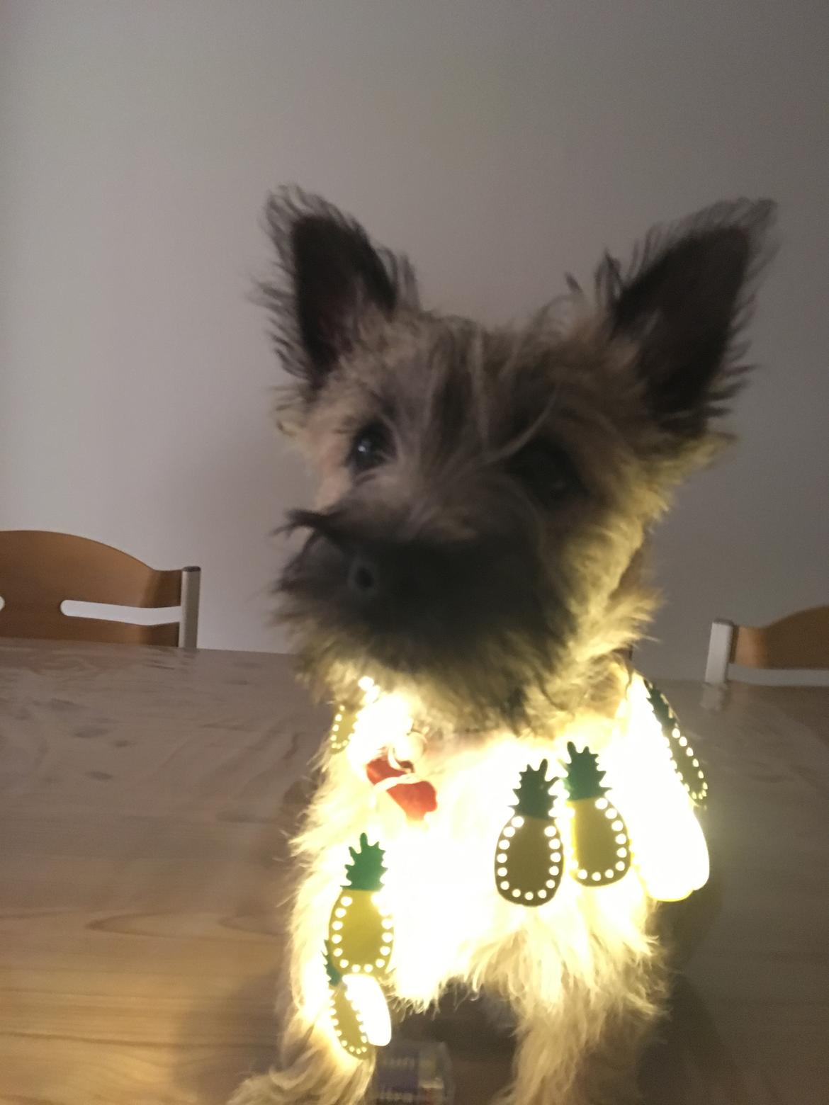 Cairn terrier Cashi’s Wincent (Cosmo) - Jubii! Jeg er familiens juletræ! billede 3
