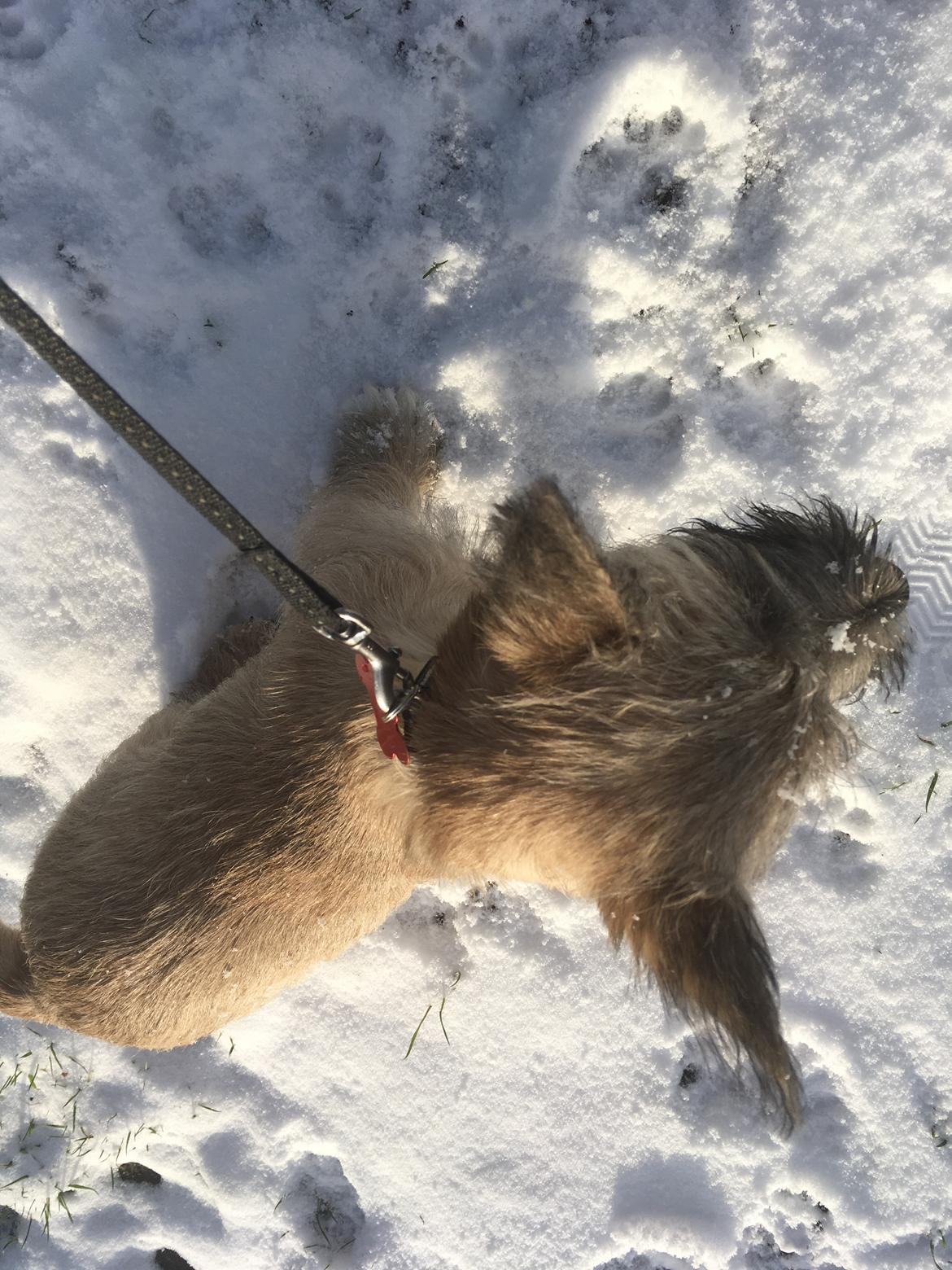 Cairn terrier Cashi’s Wincent (Cosmo) - Min første sne! billede 4