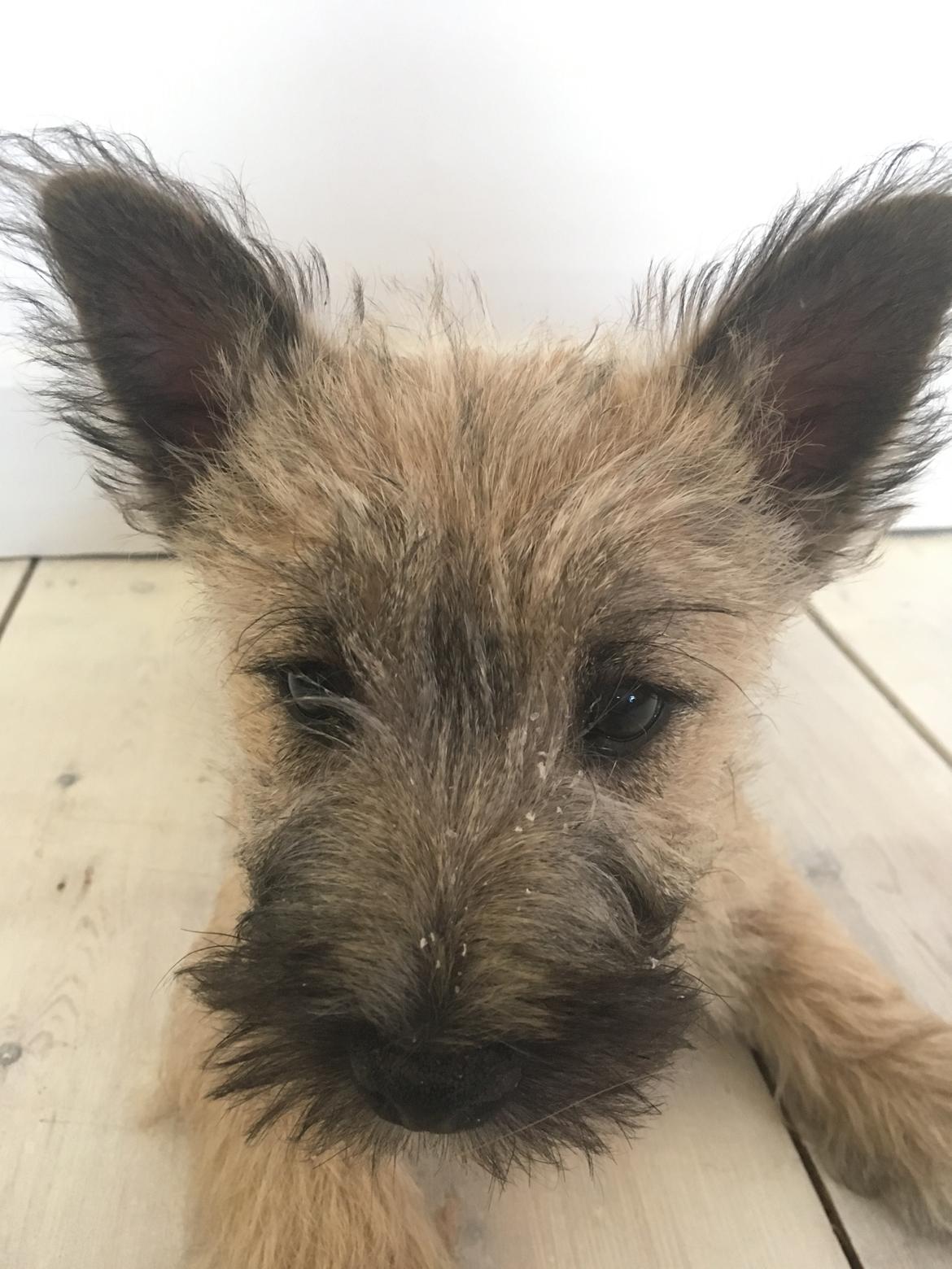 Cairn terrier Cashi’s Wincent (Cosmo) - Hva er det hvide på min næse?! billede 5
