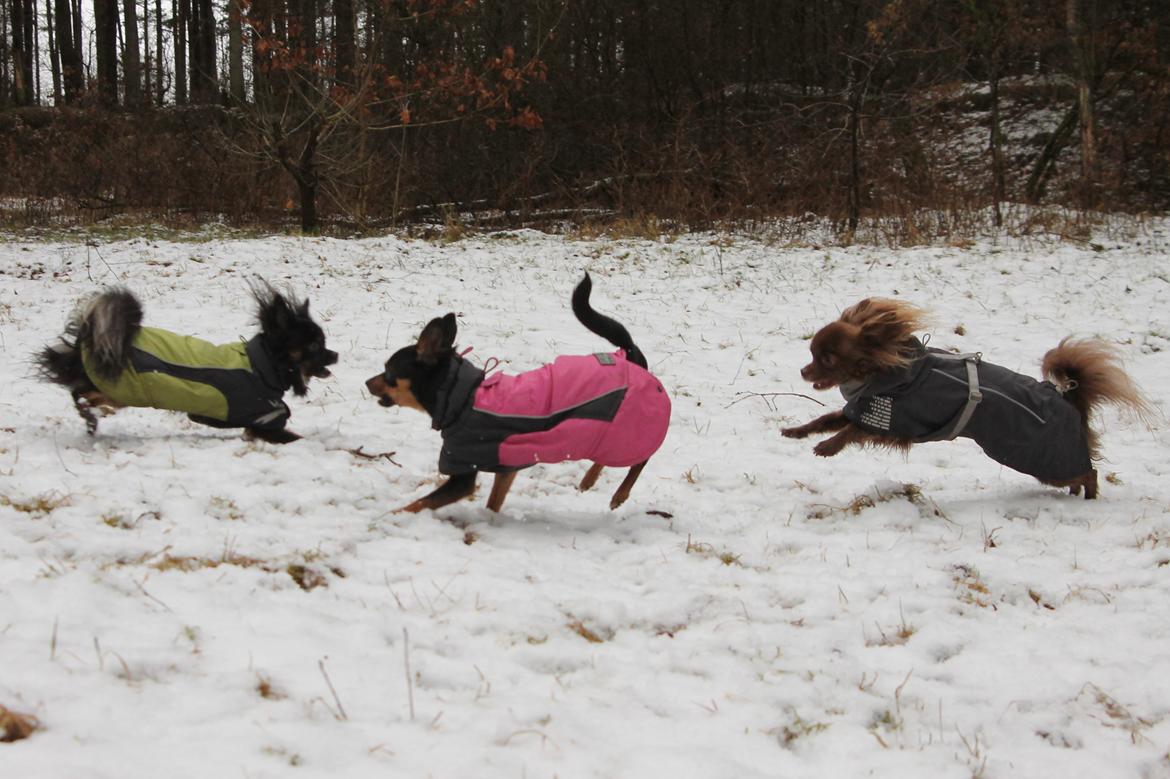 Chihuahua Paya - marts 2018 billede 50