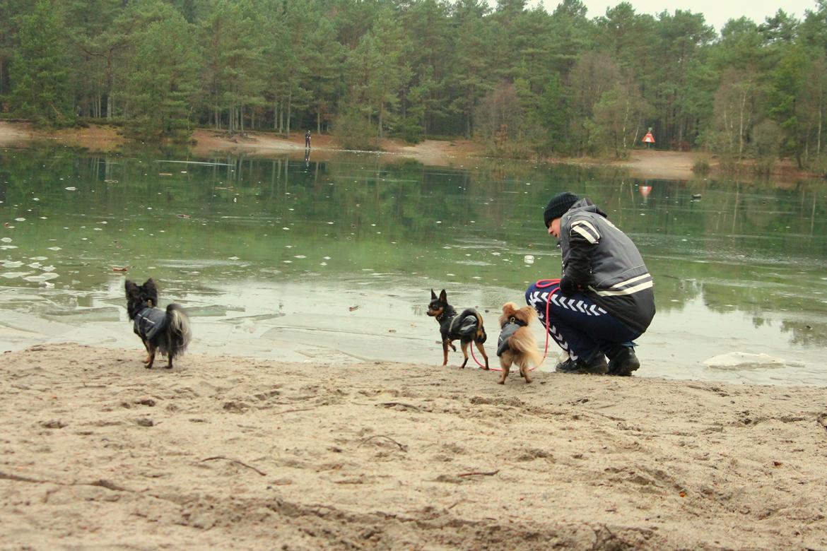 Chihuahua Paya - feb. 2018 billede 49