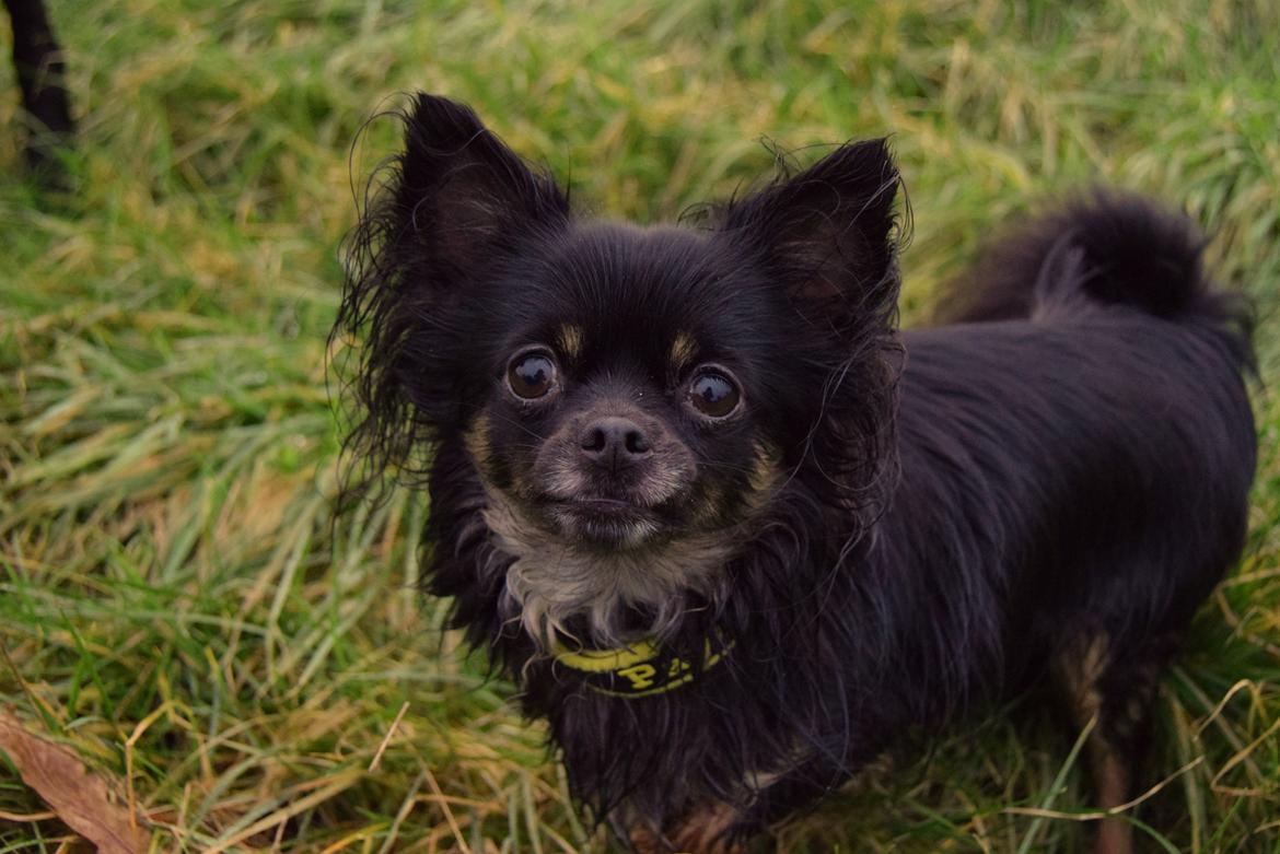 Chihuahua Paya - jan. 2018 billede 48