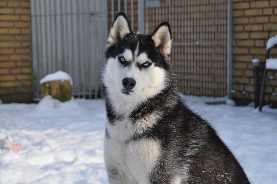 Siberian husky Mesmocan Lightning Ridge (Iza) - 9 mdr. billede 11