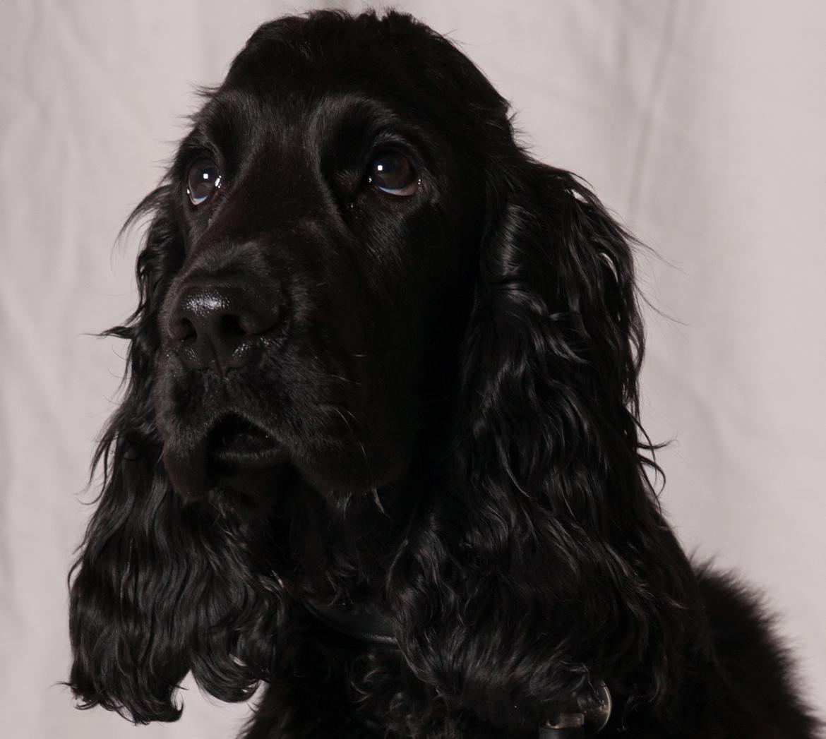 Cocker spaniel Svend (himmelhund)?? billede 1