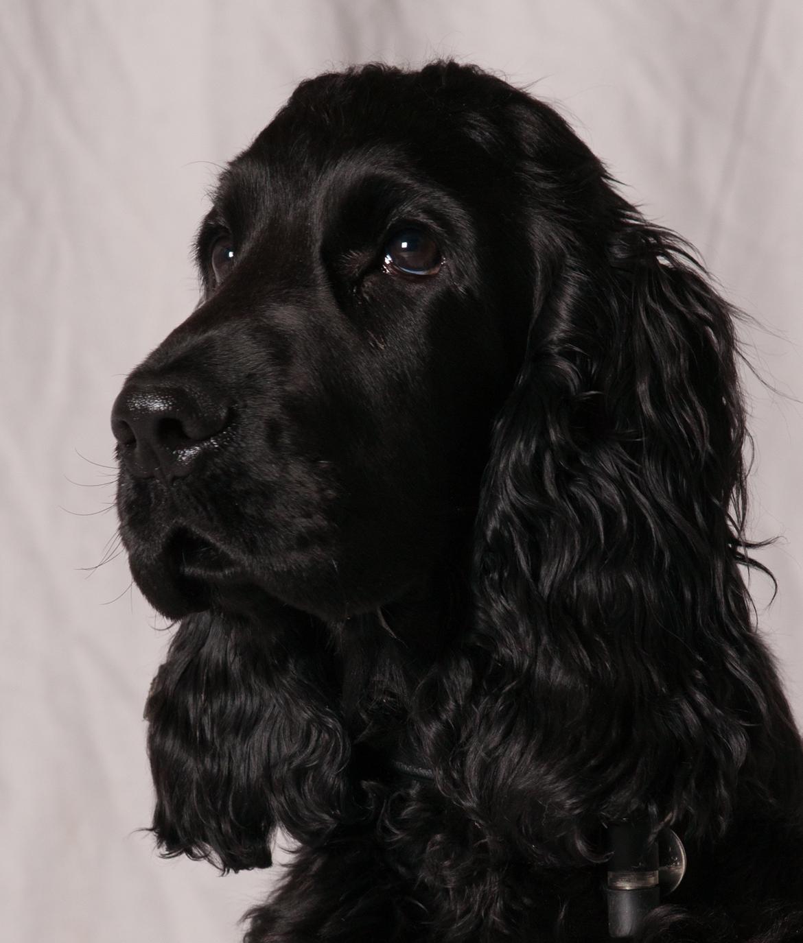 Cocker spaniel Svend (himmelhund)?? billede 2