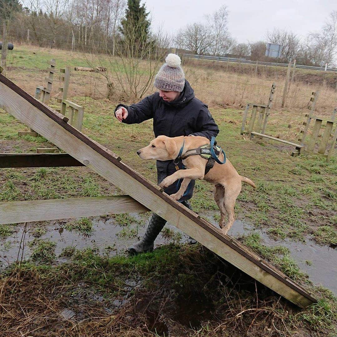 Blanding af racer Logan - Logans første møde med en agilitybane d. 28. januar 2018. billede 4