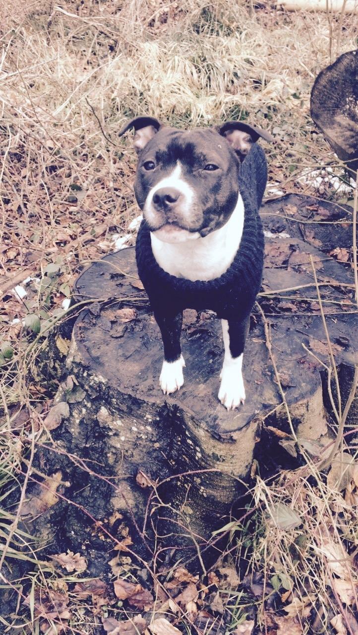 Staffordshire bull terrier Karma billede 14