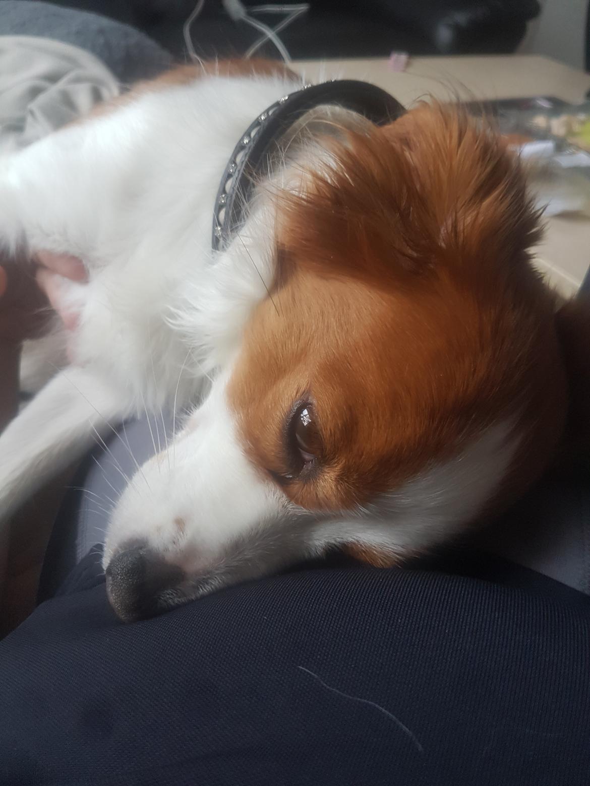 Kooikerhondje Clara billede 21