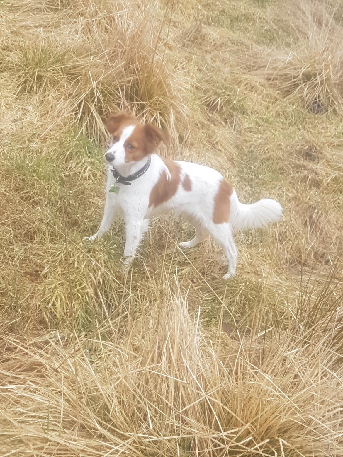Kooikerhondje Clara billede 22