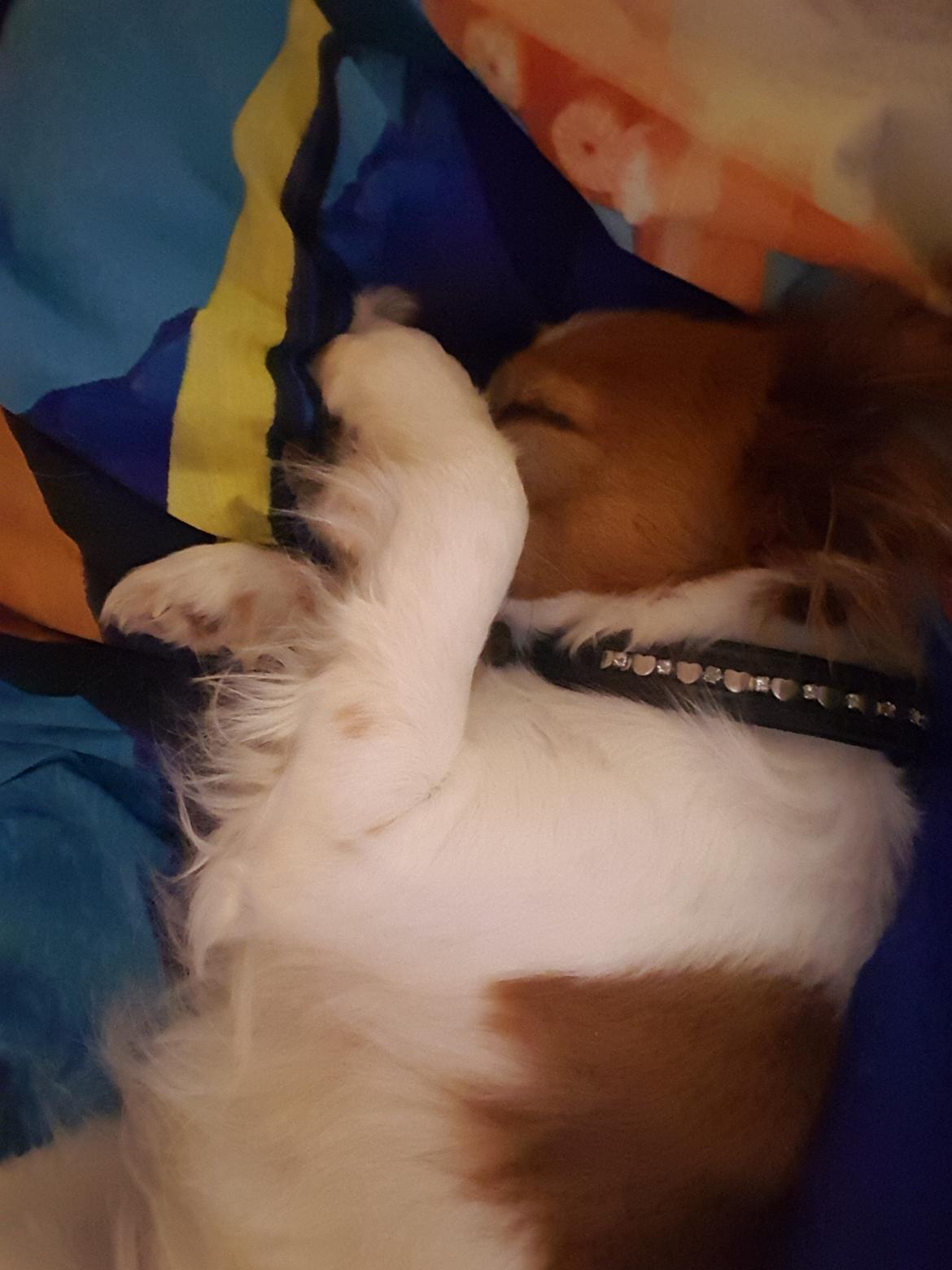 Kooikerhondje Clara billede 23