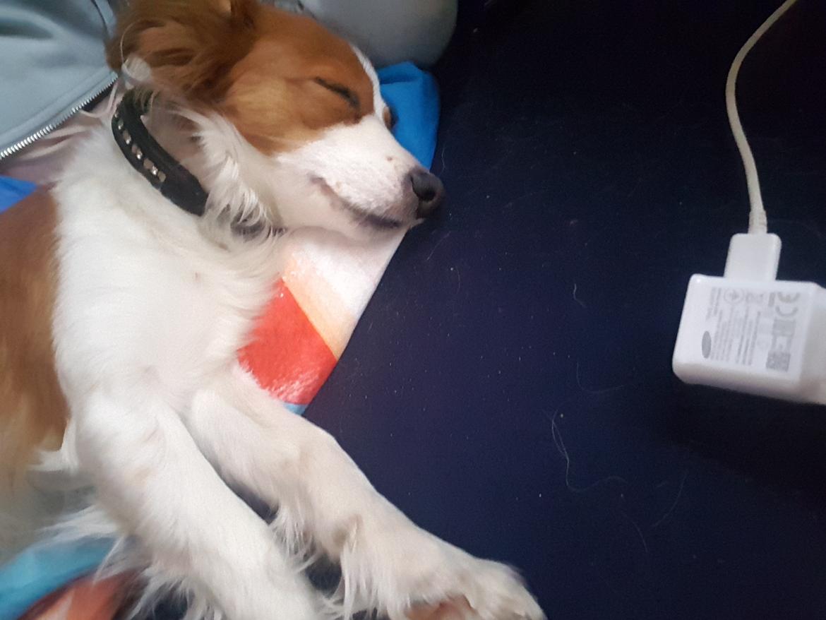 Kooikerhondje Clara billede 24