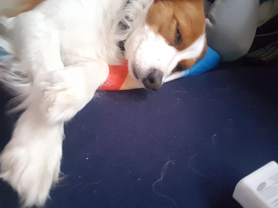 Kooikerhondje Clara billede 25