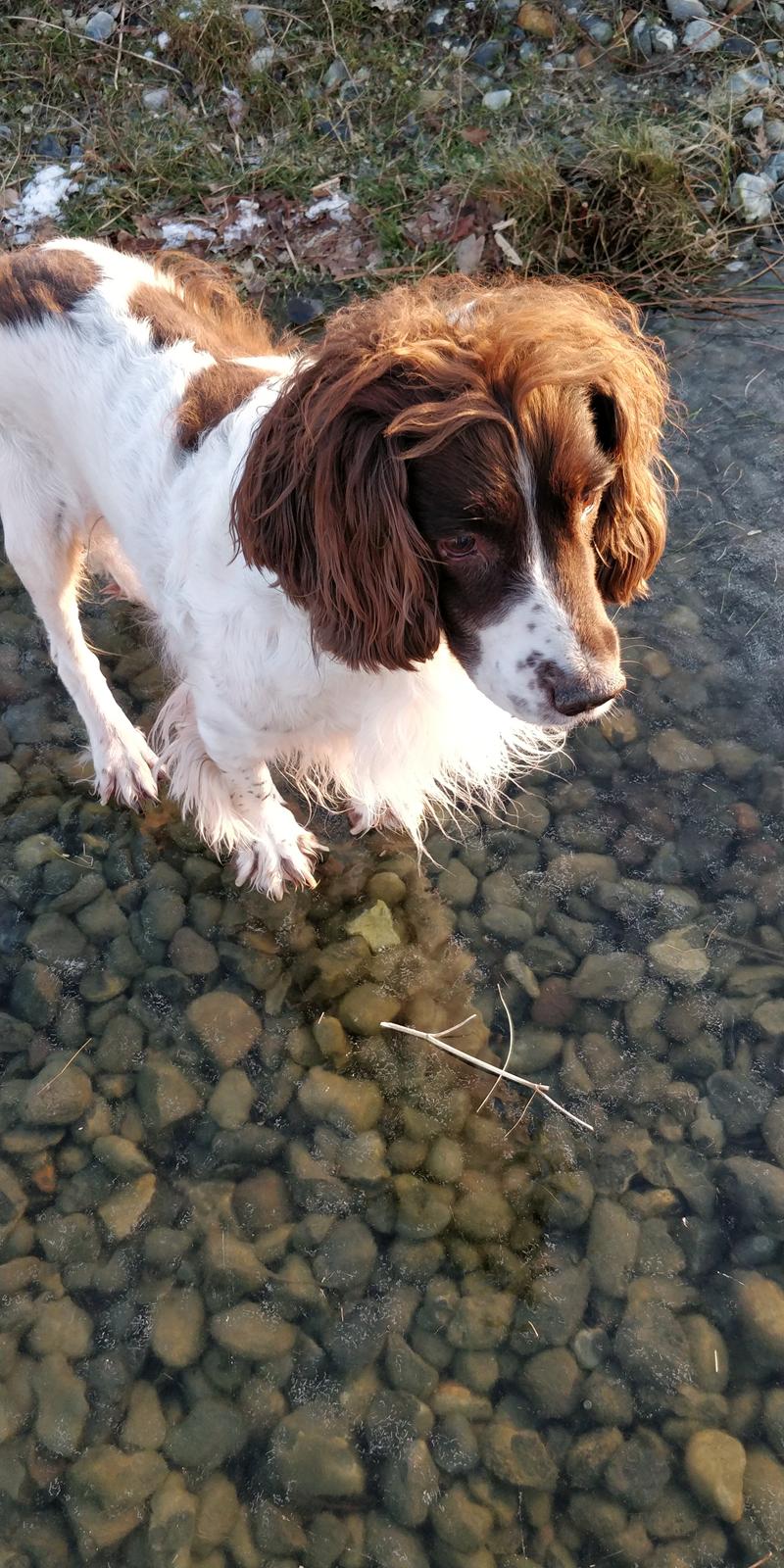 Field Trial Springer Spaniel sepa's Louie billede 1