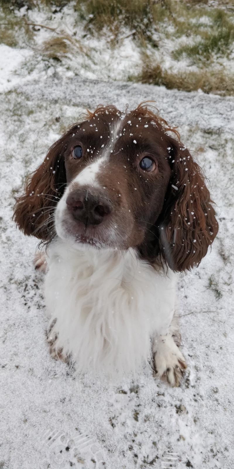 Field Trial Springer Spaniel sepa's Louie billede 2