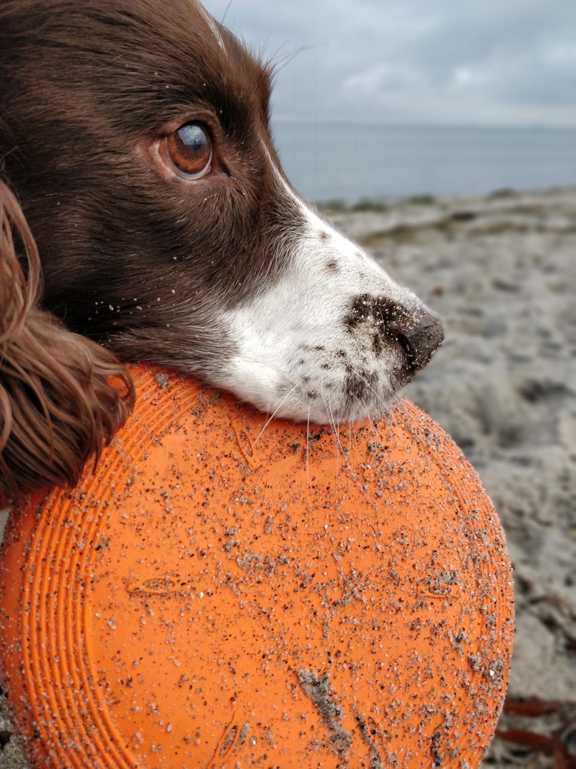 Field Trial Springer Spaniel sepa's Louie billede 3