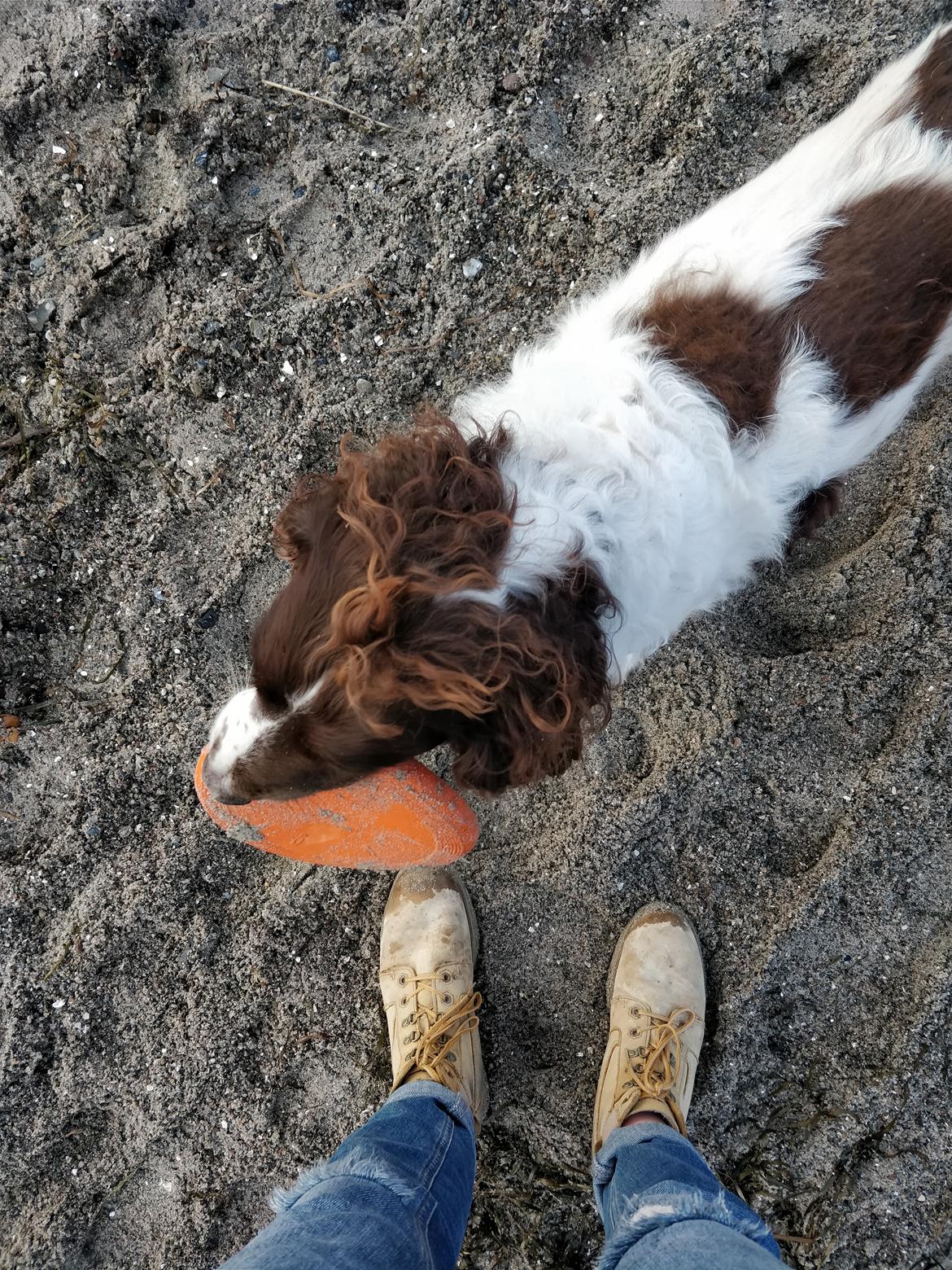 Field Trial Springer Spaniel sepa's Louie billede 4