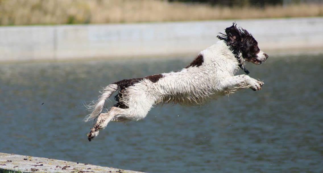 Field Trial Springer Spaniel sepa's Louie billede 5