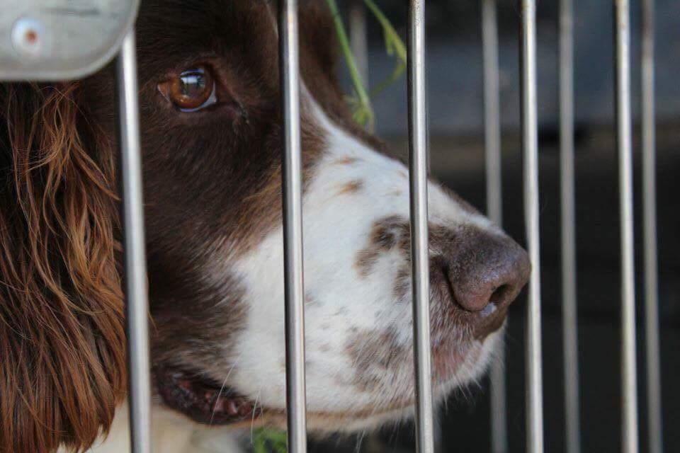 Field Trial Springer Spaniel sepa's Louie billede 6