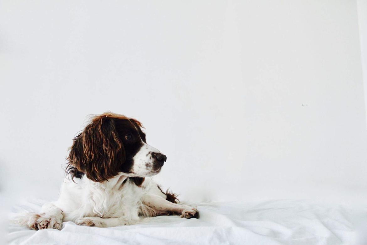 Field Trial Springer Spaniel sepa's Louie billede 7