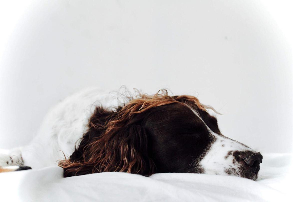 Field Trial Springer Spaniel sepa's Louie billede 9